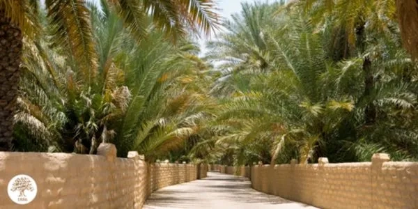 Palm trees and a path 