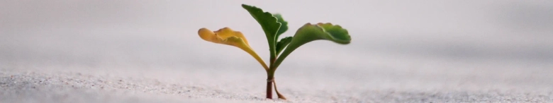 Resilience: a small plant growing in sand