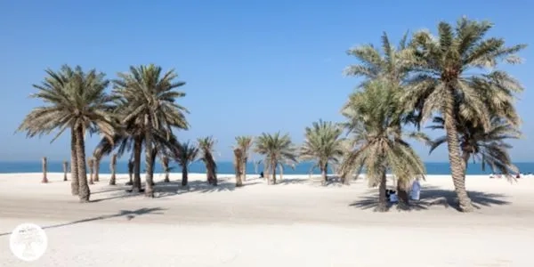 Beach with trees