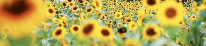 Vast field of blooming sunflowers with a shallow depth of field.