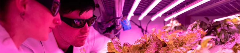 Two scientists inspecting crops grown indoors under pink light