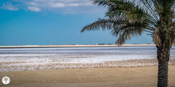 Beach with palm tree